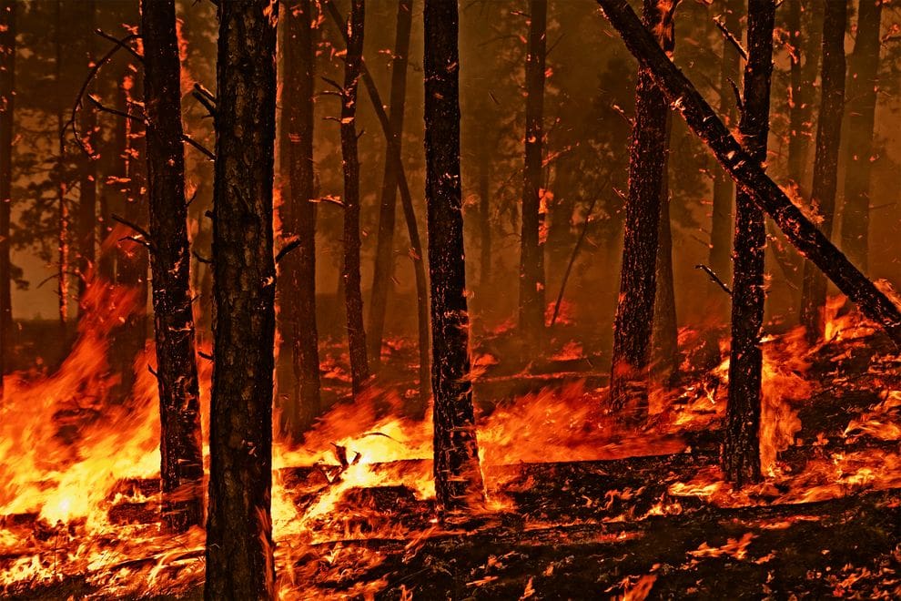 Lightning Forest Fire in Custer State Park
